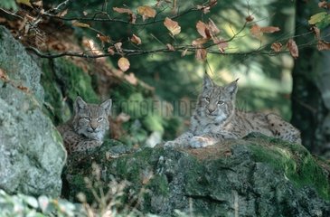Lynx boréal jeunes au repos