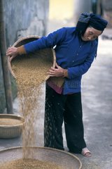Woman emptying a basket full of seeds Vietnam