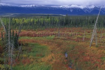 Tundra with the colors of autumn in the Yukon Canada