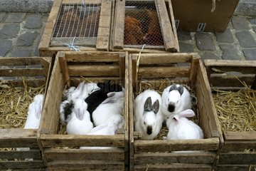 Vente de lapins sur le marché de Saint Valery sur Somme