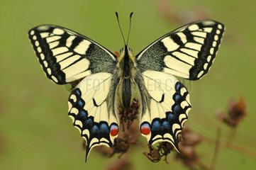 Schwalbenschwanz Schmetterling kleines Tal der Schweizer Laire Chancy