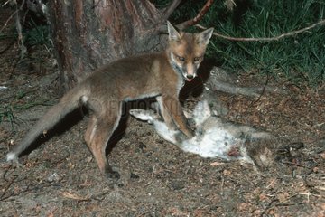 Young Redfox having killed a rabbit Costwolds United Kingdom
