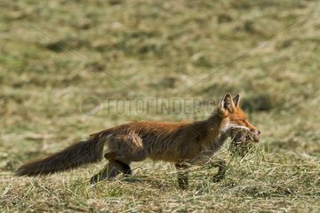 Vixen just catching a rodent in a mown meadow France