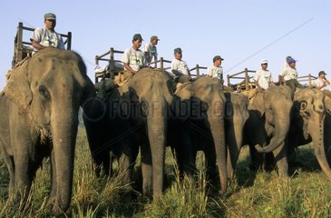 Elephants and mahouts to capture the rhinoceroses Nepal