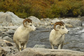 Two males Dall's Sheeps on a torrent bank Denali NP Alaska