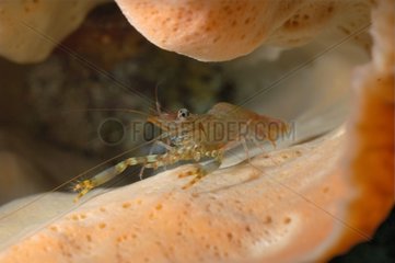 Cleaner shrimp posed on a sponge