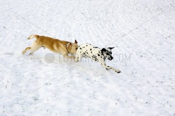 Hunde Labrador und Dalmatien spielen in Schnee Frankreich