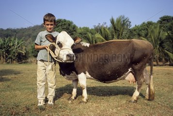 Boy and dwarf cow Minas Gerais Brazil