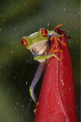Red-eyed tree-frog Guanacaste Costa-Rica