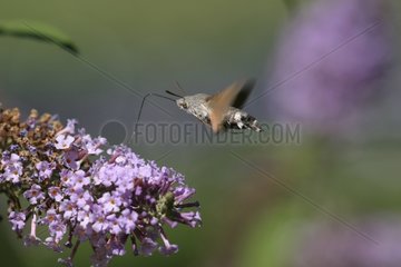 Olive Bee Hawk-moth gathering nectar Dordogne France