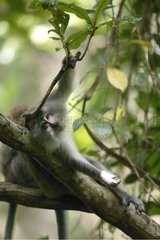 Repos d'un Macaque crabier sur une branche Malaisie