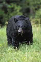 Schwarzbär essen Gras Rocky Mountains Kanada