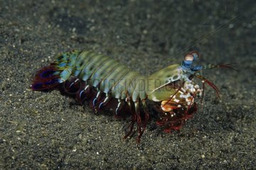 Mantis Shrimp Lembeh Strait Indonesia