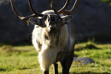 Portrait of a male Caribou threatening its concurrant Sweden
