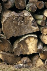 Western European Hedgehog protected under a pile of wood