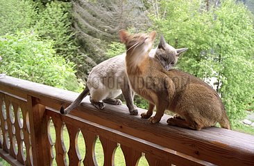 Two Cats on the parapet of a terrace