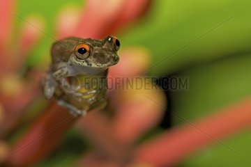 Frog of South America