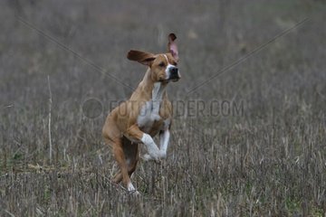 Portuguese Pointing dog running in fields France