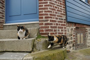 European tricolores cats on the porch of a house