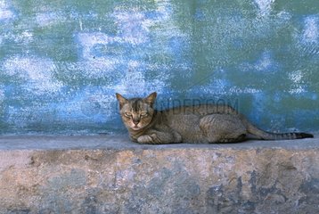 Tabby -Katze legt sich auf ein Burma mit niedriger Mauer hin