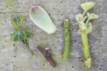 Different types of cuttings on various plants