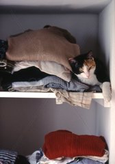 Cat lying down in a cupboard with clothing