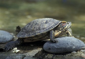 Florida Turtle in einem Frankreichbecken