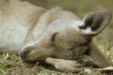 Kangourou gris de l'Est dormant PN Cania Gorge Australie
