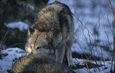 Wolf verschlingt einen Eber