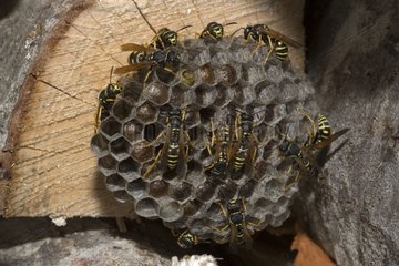 Social wasp nest Austria