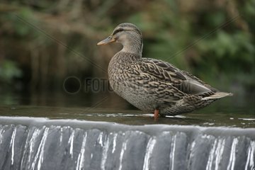 Female Mallard duck with the feet in water