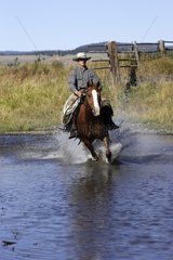 Cow-boy with horse which gallops in water Oregon the USA