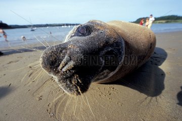 Portrait of a seal on a sand beach