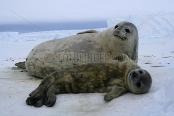 Weddell seal adult and its young Adelie Land