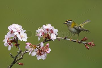 Firecrest perched on a flowered tree Great Britain