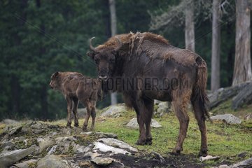 European bison and its young in a clearing Spain