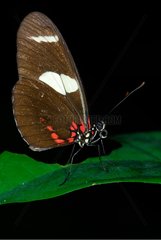 Portrait of an Heliconius landed on a leaf Guyana