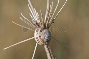 Small Snail sands climbing on top of a stalk France