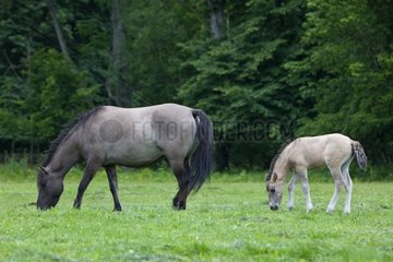 Tarpan female and foal grazing Poland