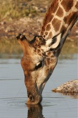 Giraffe drinking at a water point National park of Etosha
