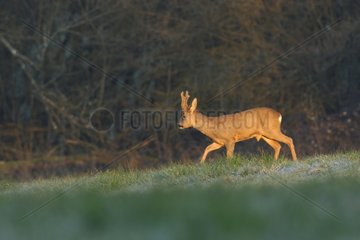 Male Roedeer walking on the edge of forest Vosges France