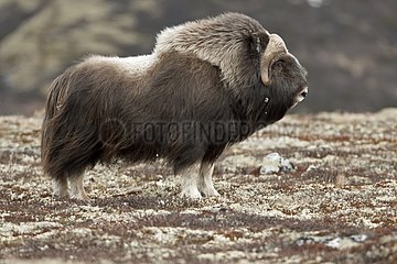 Muskox grazing in the tundra at spring Norway