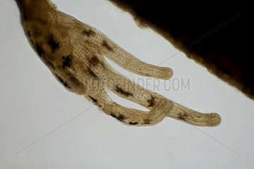 Fingers of a triton larva in optical microscopy