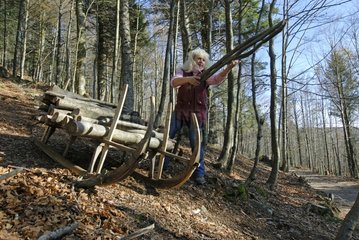 Woman loading a timber sledge in the Massif du Grand Ventron