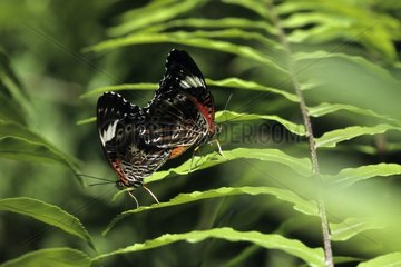Coupling of butterflies Cethosia New Guinea New Guinea