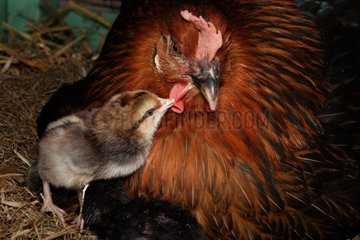 One day old chick playing with his/her mother [AT]