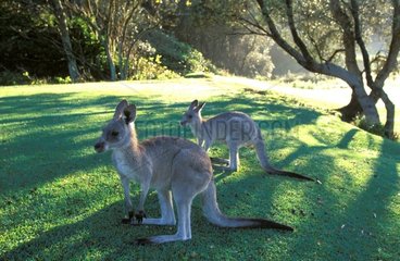Kangourous gris de l'Est NSW Australie