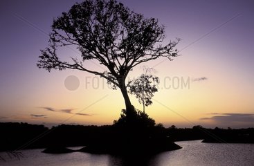Tree in a swamp at sunset Louisiana