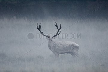 Portrait de Cerf élaphe dans le brouillard Danemark