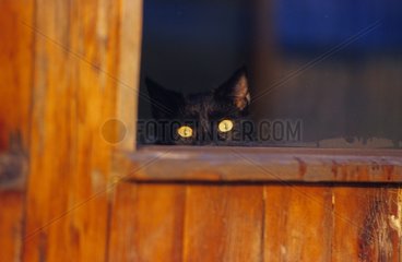 PortrÃ¤t einer Katze  die am Fenster Frankreich schaut